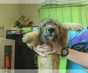 Poodle (Standard)-Unknown Mix Dogs for adoption in SHERBURNE, NY, USA