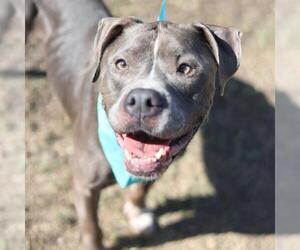 American Staffordshire Terrier-Unknown Mix Dogs for adoption in San Antonio, TX, USA