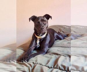 American Pit Bull Terrier-Labrador Retriever Mix Dogs for adoption in Rockwall, TX, USA