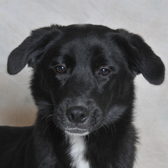 Borador Dogs for adoption in Danville, KY, USA