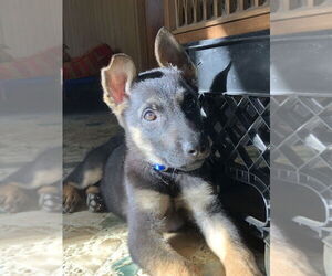 German Shepherd Dog-Unknown Mix Dogs for adoption in Imlay City, MI, USA