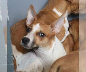 Chihuahua-Unknown Mix Dogs for adoption in San Antonio, TX, USA