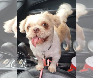 Shih Tzu Dogs for adoption in Brights Grove, Ontario, Canada