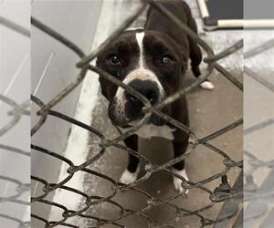 Mutt Dogs for adoption in Rosenberg, TX, USA