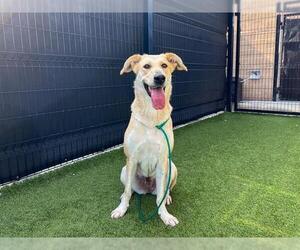 Shepradors Dogs for adoption in Orange, CA, USA