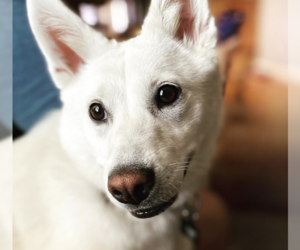 Mutt Dogs for adoption in San Ramon, CA, USA