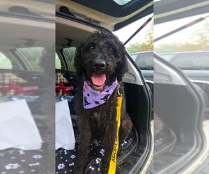 Labrador Retriever Dogs for adoption in Caldwell, NJ, USA