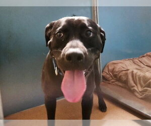 Labrador Retriever-Unknown Mix Dogs for adoption in Martinez, CA, USA