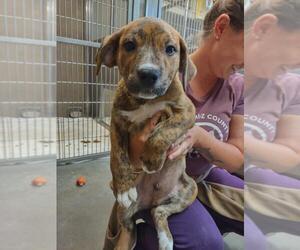 Catahoula Leopard Dog-Unknown Mix Dogs for adoption in Santa Cruz, CA, USA