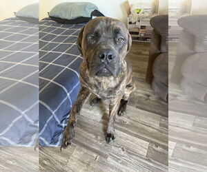 Mastiff Dogs for adoption in Goodyear, AZ, USA
