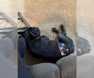 French Bulldog Dogs for adoption in Valrico, FL, USA