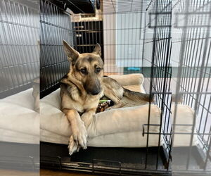 German Shepherd Dog Dogs for adoption in La Grange , NC, USA