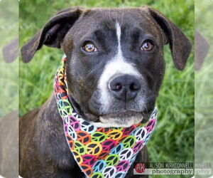Mutt Dogs for adoption in Woodbury, NY, USA