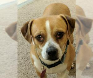 Beagle Dogs for adoption in Oakley, CA, USA