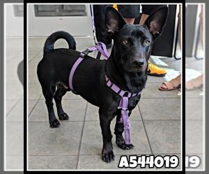 Cardigan Welsh Corgi Dogs for adoption in San Antonio, TX, USA