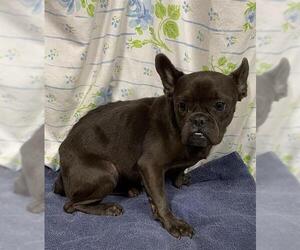 French Bulldog Dogs for adoption in Modesto, CA, USA