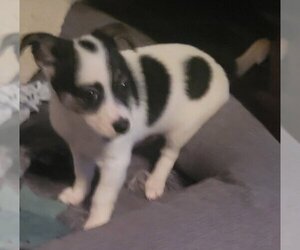 Medium Photo #1 Chihuahua-Unknown Mix Puppy For Sale in San Antonio, TX, USA