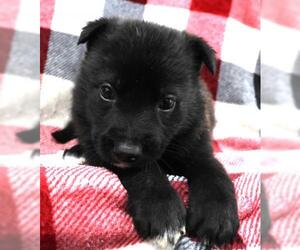 Mutt Dogs for adoption in Thief River Falls, MN, USA