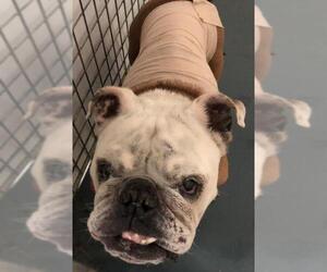 Bulldog Dogs for adoption in Chico, CA, USA