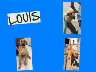 Mutt Dogs for adoption in DALLAS, TX, USA