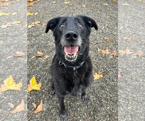 Bearded Collie-Labrador Retriever Mix Dogs for adoption in Woodland, CA, USA