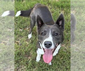 Siberian Husky Dogs for adoption in San Antonio, TX, USA