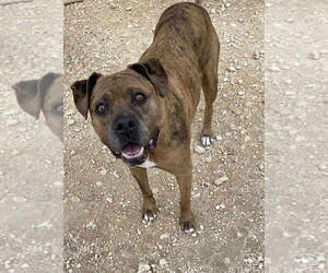 American Staffordshire Terrier-Labrador Retriever Mix Dogs for adoption in Brewster, NY, USA