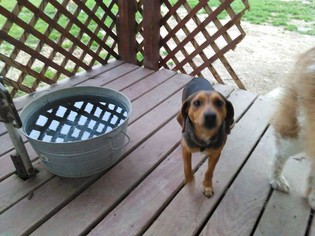 Medium Photo #1 Beagle Puppy For Sale in Tiptonville,, TN, USA