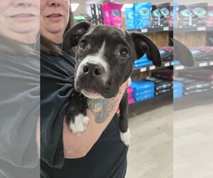 Mutt Dogs for adoption in Sheboygan, WI, USA