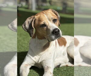 Mutt Dogs for adoption in oakland, FL, USA