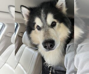 Alaskan Malamute Dogs for adoption in Cumming, GA, USA