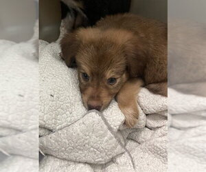 Mutt Dogs for adoption in Plano, TX, USA