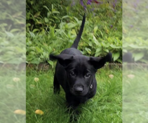 Labrador Retriever Dogs for adoption in Anchorage, AK, USA
