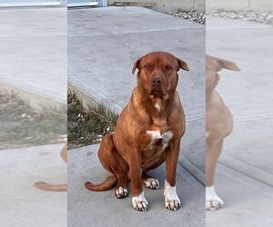 American Pit Bull Terrier-Dogue de Bordeaux Mix Dogs for adoption in Calgary, Alberta, Canada