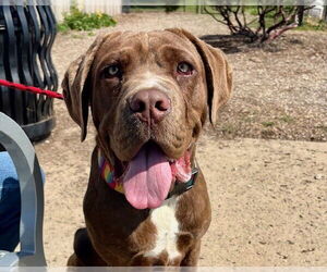 Mutt Dogs for adoption in Santa Cruz, CA, USA