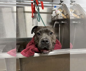 Bulldog-Unknown Mix Dogs for adoption in New Orleans, LA, USA