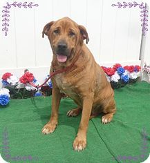 Mastador Dogs for adoption in Albany, NH, USA