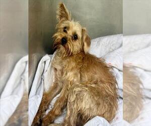 Mutt Dogs for adoption in Woodland, CA, USA