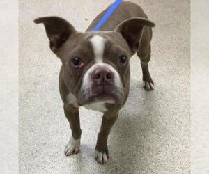Boston Terrier Dogs for adoption in Riverside, CA, USA