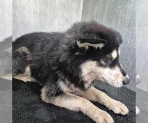 - Mix Dogs for adoption in San Antonio, TX, USA