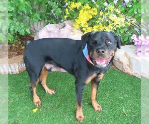 Rottweiler Dogs for adoption in Oklahoma City, OK, USA