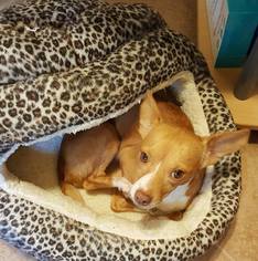 Chihuahua-Unknown Mix Dogs for adoption in Conroe, TX, USA