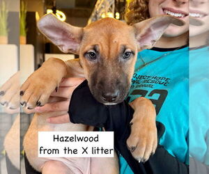 Borador Dogs for adoption in GILBERTS, IL, USA