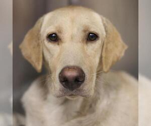 Labrador Retriever-Unknown Mix Dogs for adoption in San Antonio, TX, USA
