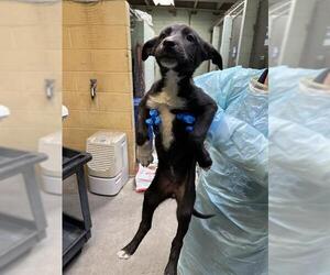 Border Collie-Unknown Mix Dogs for adoption in Stockton, CA, USA