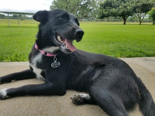 Border Collie-Unknown Mix Dogs for adoption in Angleton, TX, USA