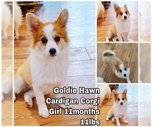 Cardigan Welsh Corgi Dogs for adoption in Seattle, WA, USA