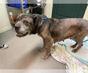 Mutt Dogs for adoption in Pasadena, CA, USA