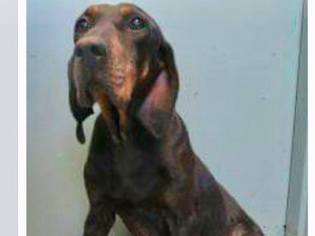 Small Black and Tan Coonhound