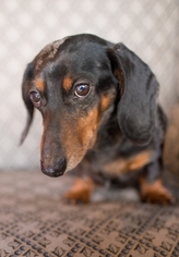 Dachshund Dogs for adoption in St. Cloud, MN, USA